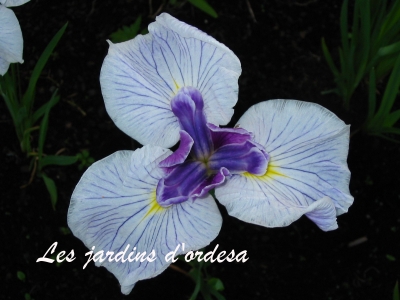 Iris kaempferi glamour lavande
